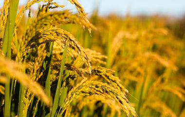 2018征地每亩补偿多少钱