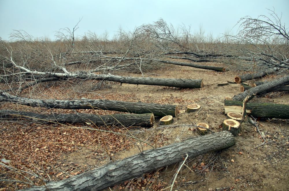 毁林案件立案标准